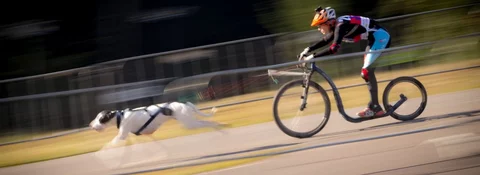 Sportovec na koloběžce tažený psem v postroji, snímek s rozmazáním při vysoké rychlosti po asfaltové trati