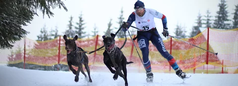 Závodník na běžkách (číslo 15) tažený dvěma psy po zasněžené trati, v pozadí oranžové bezpečnostní sítě a zasněžené stromy.